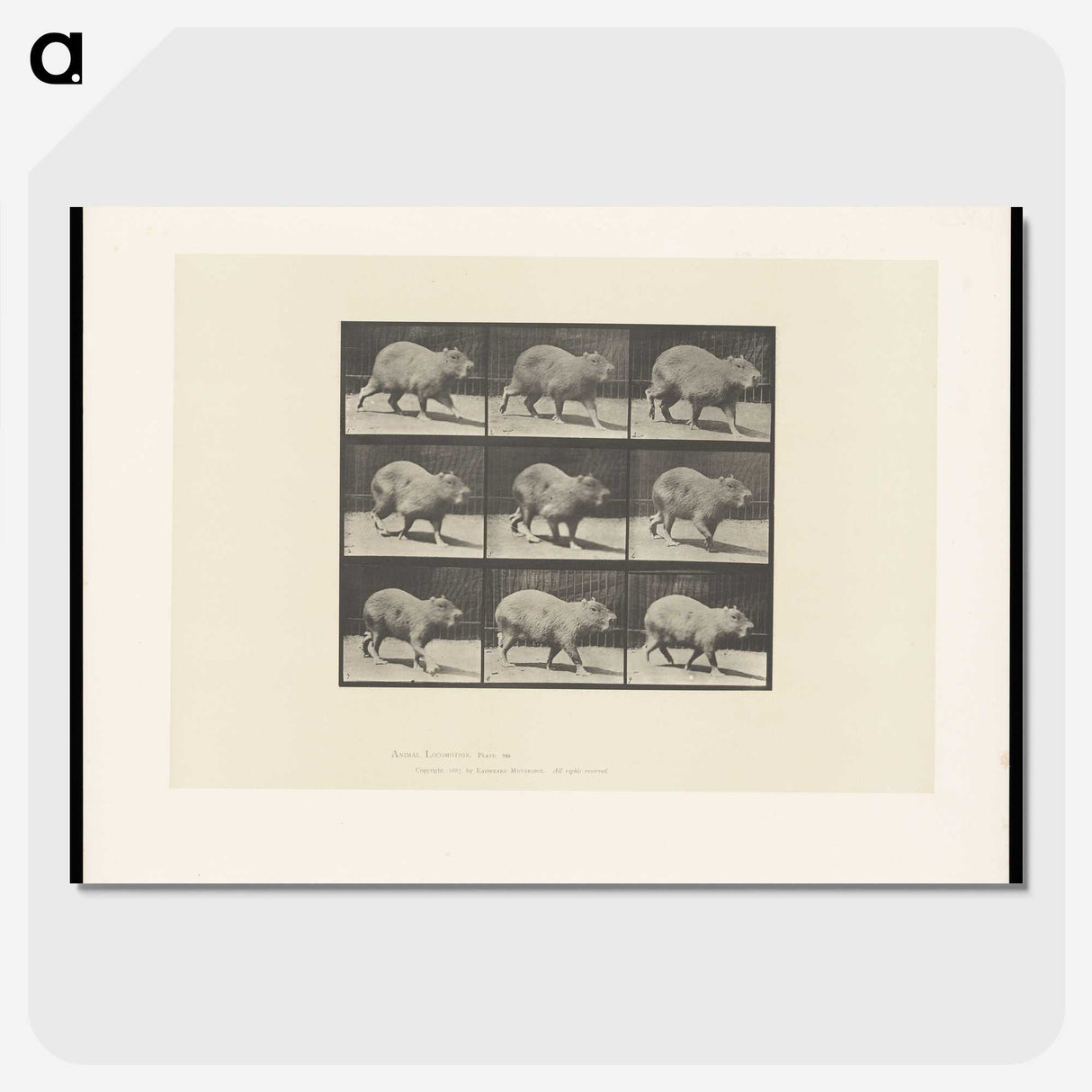 2-19_Eadweard-Muybridge_picture-crop