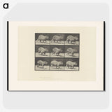 2-19_Eadweard-Muybridge_picture-crop