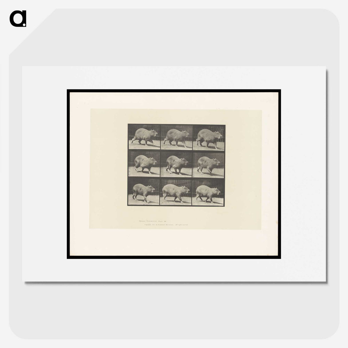 2-19_Eadweard-Muybridge_picture