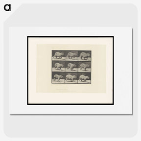 2-19_Eadweard-Muybridge_picture