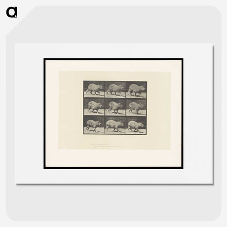 2-19_Eadweard-Muybridge_picture