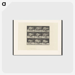2-19_Eadweard-Muybridge_postcard