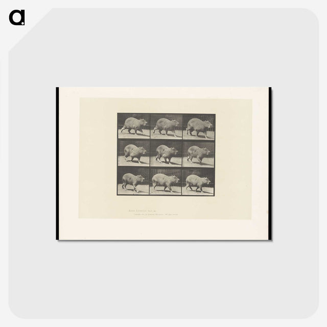2-19_Eadweard-Muybridge_postcard