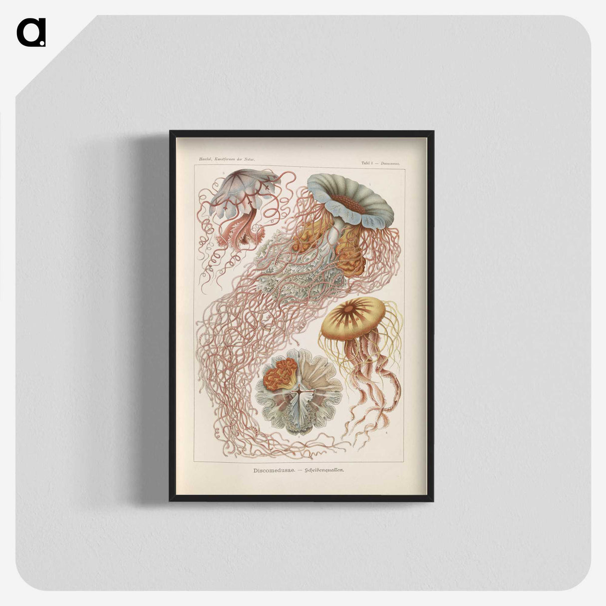 2-19_Ernst-Haeckel_blk-crop