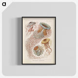2-19_Ernst-Haeckel_blk-crop
