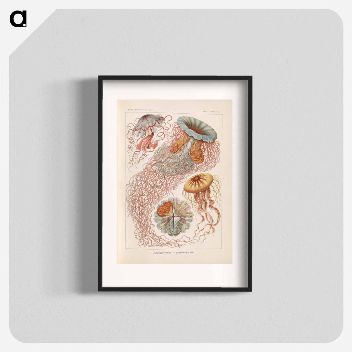 Marine life illustration - エルンスト ヘッケル Poster.