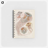 2-19_Ernst-Haeckel_memo