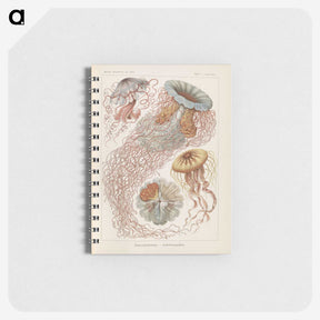 2-19_Ernst-Haeckel_memo