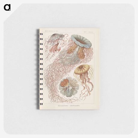2-19_Ernst-Haeckel_memo