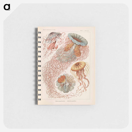 アートメモ帳-Marine life illustration - エルンスト ヘッケル Memo.