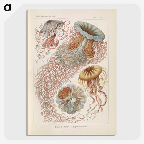 2-19_Ernst-Haeckel_picture-crop