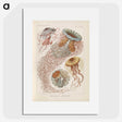 2-19_Ernst-Haeckel_picture