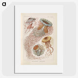 2-19_Ernst-Haeckel_picture