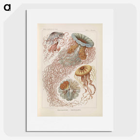 2-19_Ernst-Haeckel_picture
