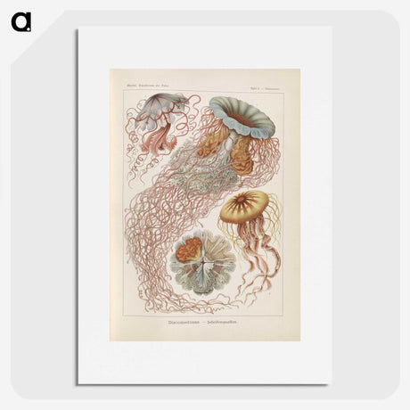 2-19_Ernst-Haeckel_picture