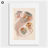 Marine life illustration - エルンスト ヘッケル Poster.