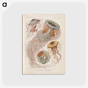2-19_Ernst-Haeckel_postcard
