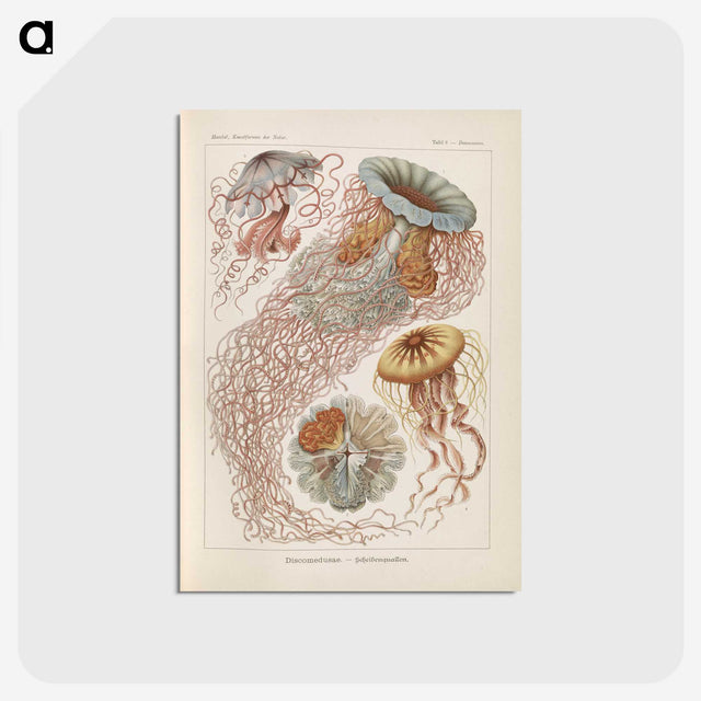 2-19_Ernst-Haeckel_postcard