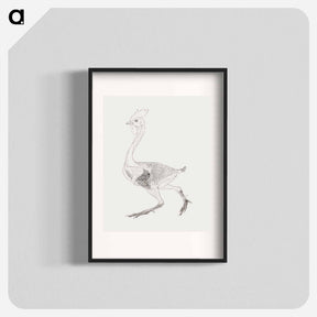 アートポスター-Fowl Body, Lateral View
 - ジョージ スタッブス Poster.
