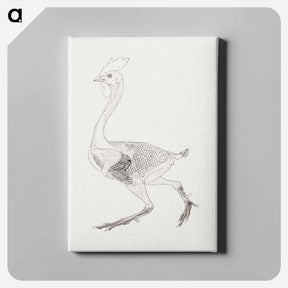 アートパネル-Fowl Body, Lateral View
 - ジョージ スタッブス Canvas.