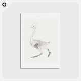 アートポストカード-Fowl Body, Lateral View
 - ジョージ スタッブス Postcard.