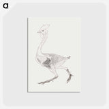 アートポストカード-Fowl Body, Lateral View
 - ジョージ スタッブス Postcard.