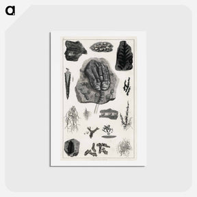 アートポストカード-Fossil Collection
 - ゴールドスミスの生き生きとした自然 Postcard.