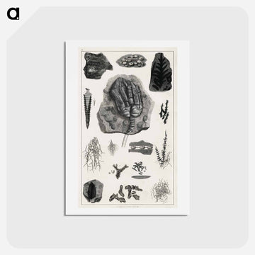 Fossil Collection
 - ゴールドスミスの生き生きとした自然 Postcard.