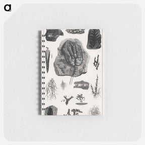 アートメモ帳-Fossil Collection
 - ゴールドスミスの生き生きとした自然 Memo.