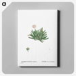 2-19_Histoire-des-Plantes-Grasses_canvas