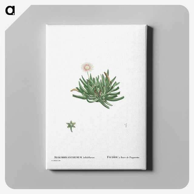 2-19_Histoire-des-Plantes-Grasses_canvas