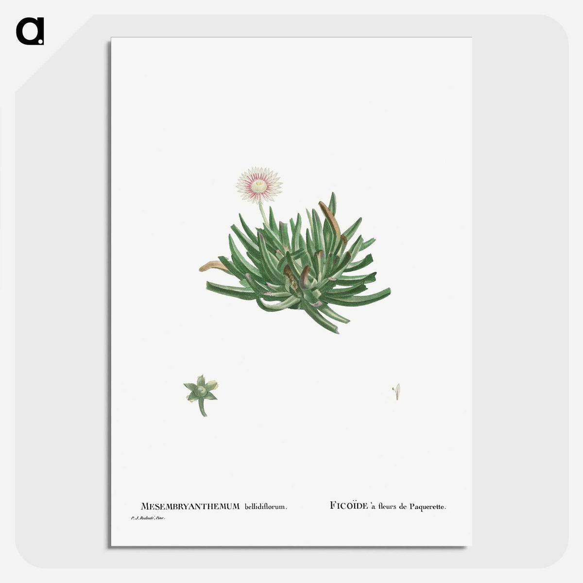 2-19_Histoire-des-Plantes-Grasses_picture-crop