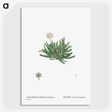 2-19_Histoire-des-Plantes-Grasses_picture-crop