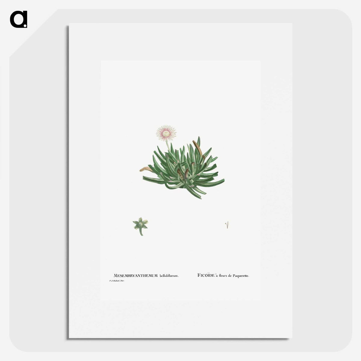 2-19_Histoire-des-Plantes-Grasses_picture