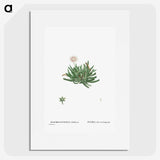 2-19_Histoire-des-Plantes-Grasses_picture