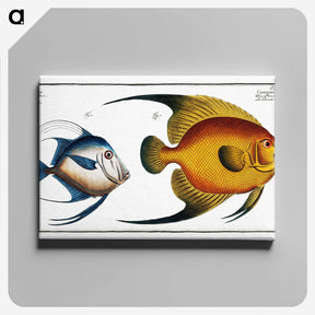 2-19_Ichtyologie-ou-Histoire-naturelle_canvas