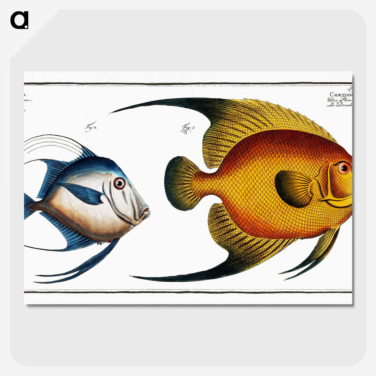2-19_Ichtyologie-ou-Histoire-naturelle_picture-crop