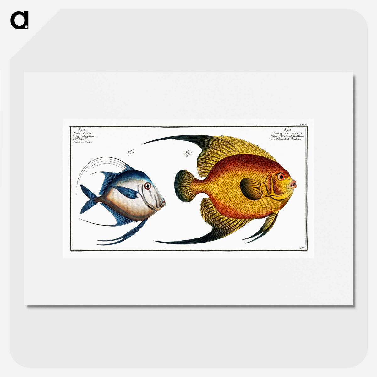 2-19_Ichtyologie-ou-Histoire-naturelle_picture