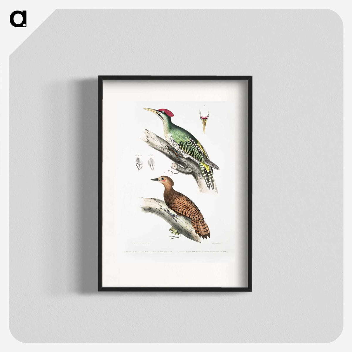 2-19_Indian-Zoology_blk