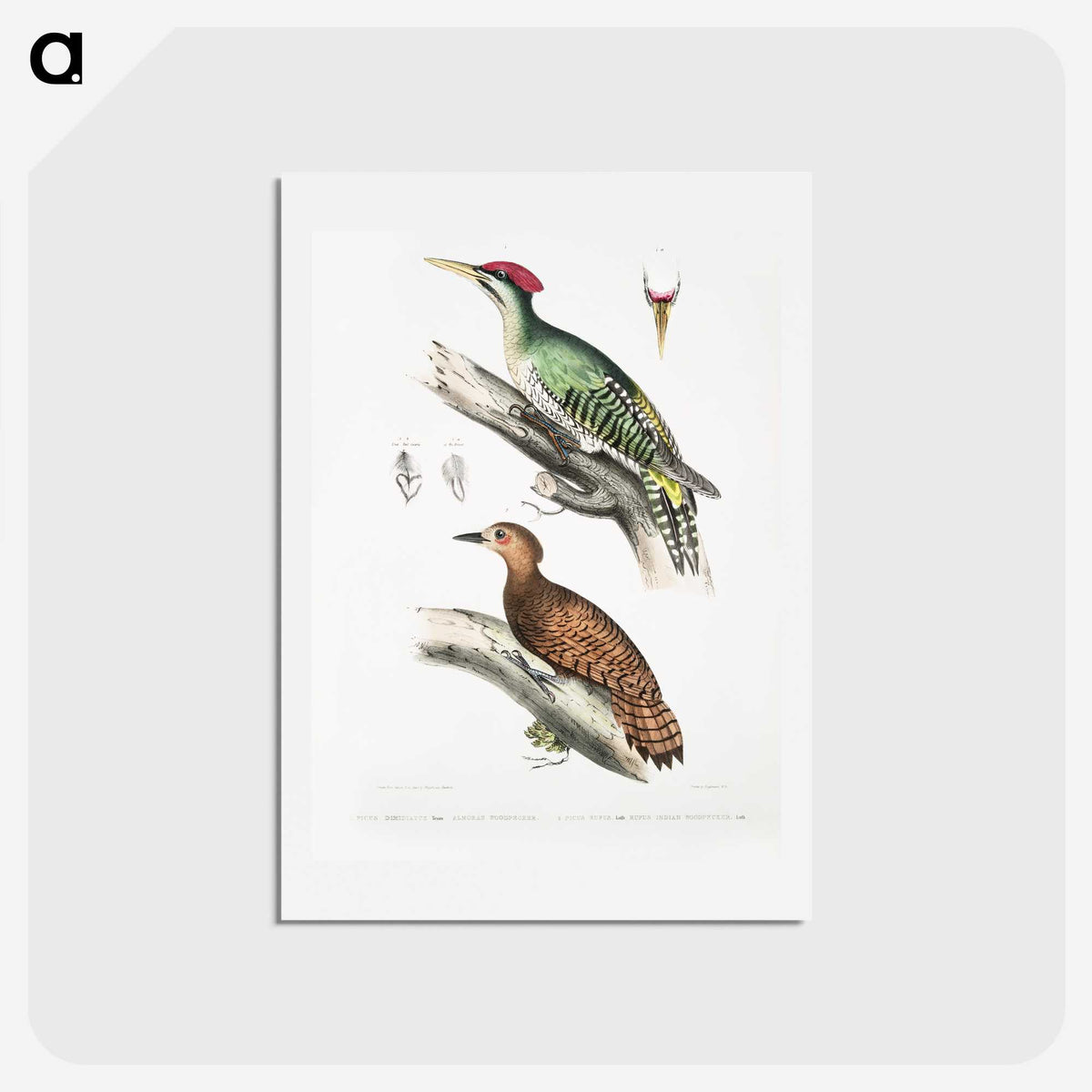 2-19_Indian-Zoology_hagaki
