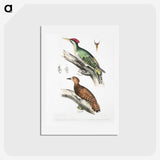 2-19_Indian-Zoology_hagaki