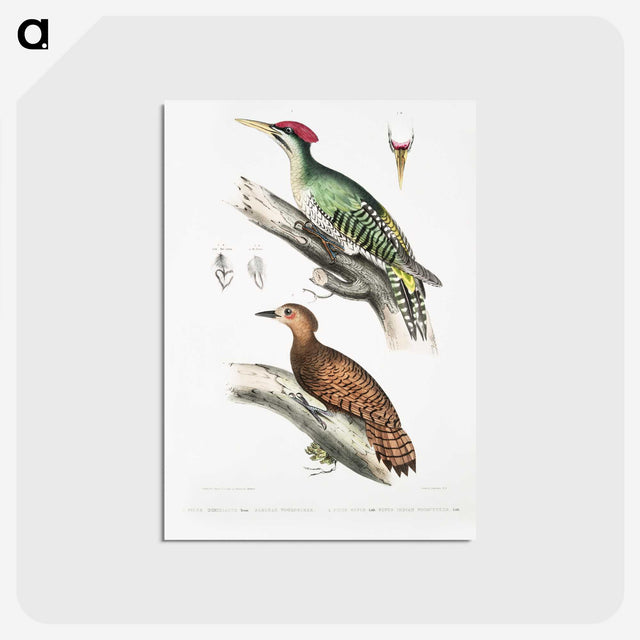 2-19_Indian-Zoology_postcard