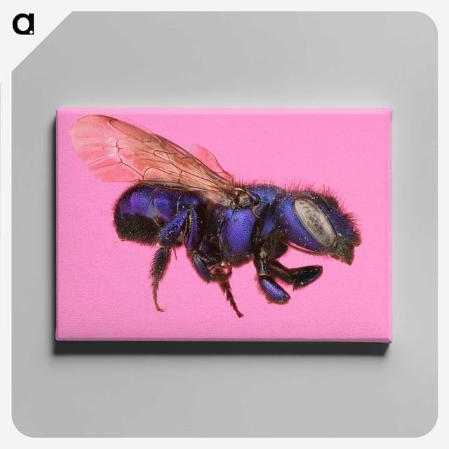 2-19_Insects-Unlocked-Project_canvas
