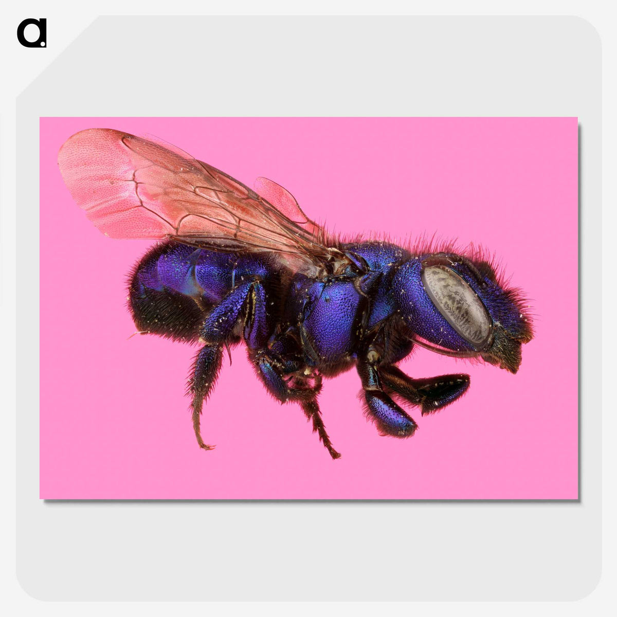 2-19_Insects-Unlocked-Project_picture-crop