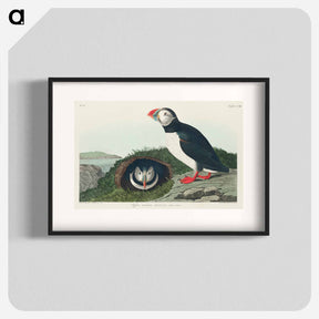 アートポスター-Puffin from Birds of America
 - ジョン ジェームス オーデュボン Poster.