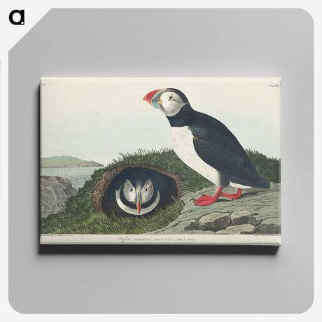 2-19_John-James-Audubon_canvas