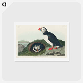 アートポストカード-Puffin from Birds of America
 - ジョン ジェームス オーデュボン Postcard.