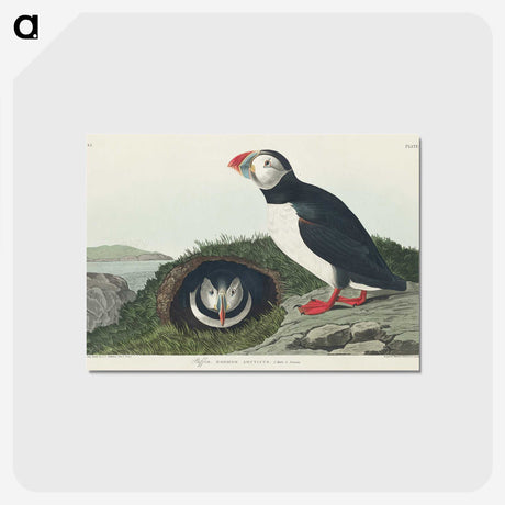 2-19_John-James-Audubon_postcard