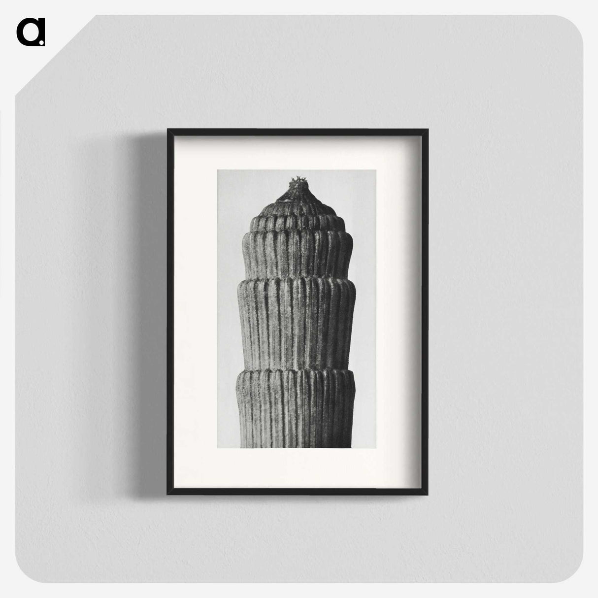 2-19_Karl-Blossfeldt_blk