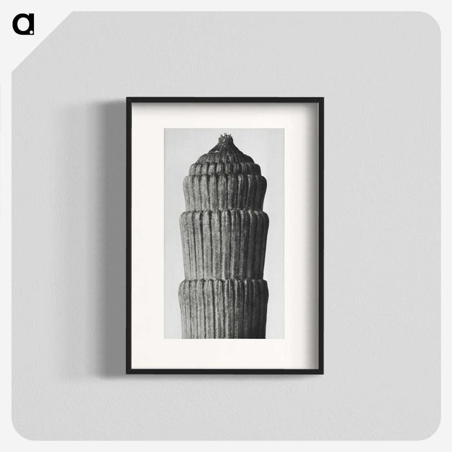 2-19_Karl-Blossfeldt_blk